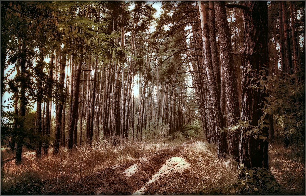 Дремлет лес сосновый, солнцем утомлённый... - Ирина Falcone