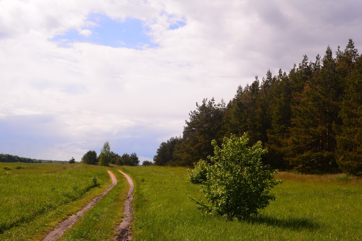 Дорога в деревню к бабушке - Светлана Ларионова