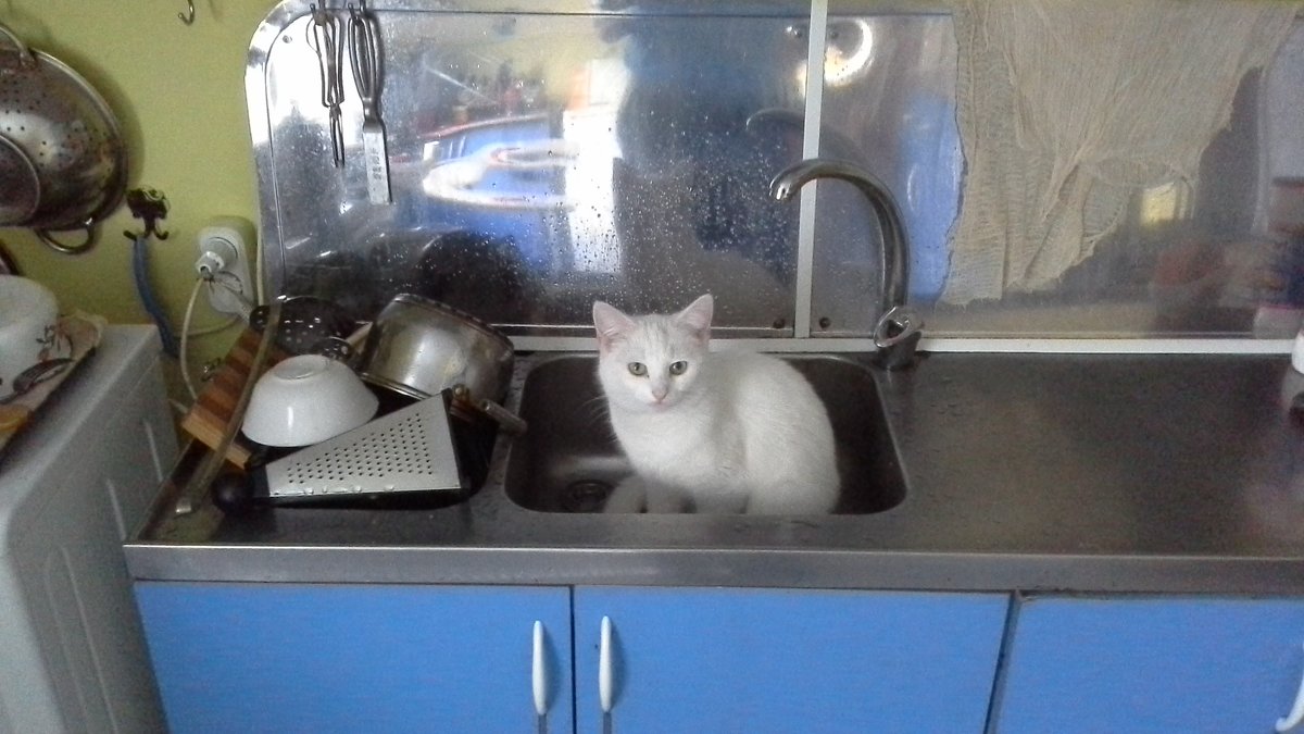 кошка в раковине - михаил дьячук