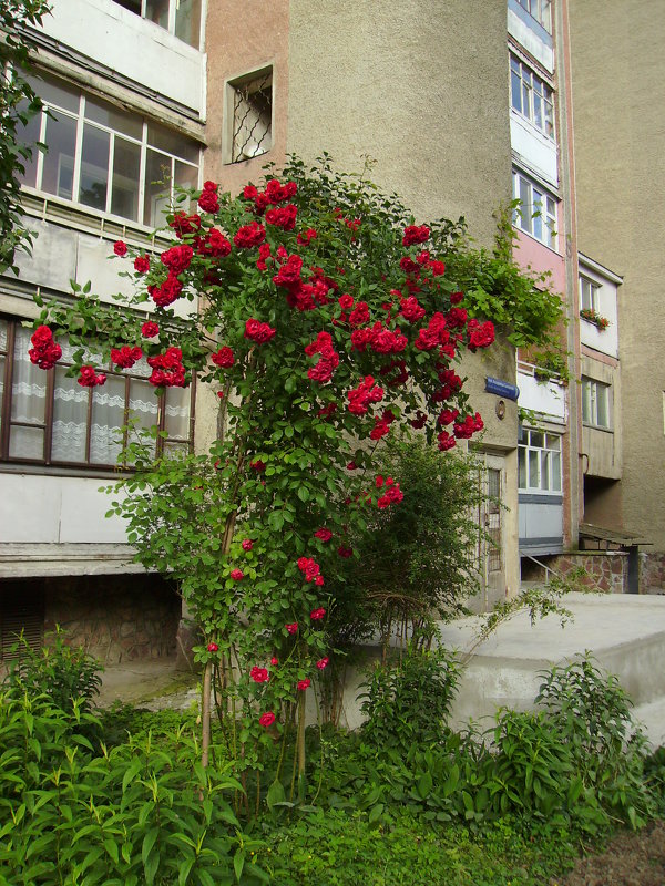Розовый  куст   в   Ивано - Франковске - Андрей  Васильевич Коляскин