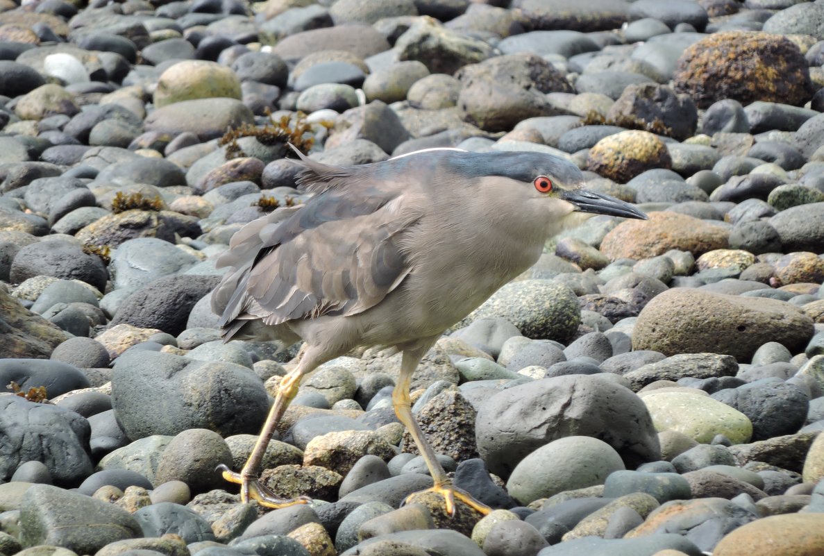 Black-crowned Night Heron - чудинова ольга 