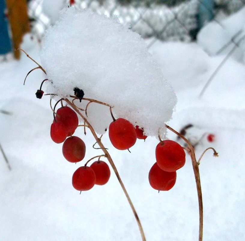 снег на ландышевых ягодах - Вячеслав Афанасьев