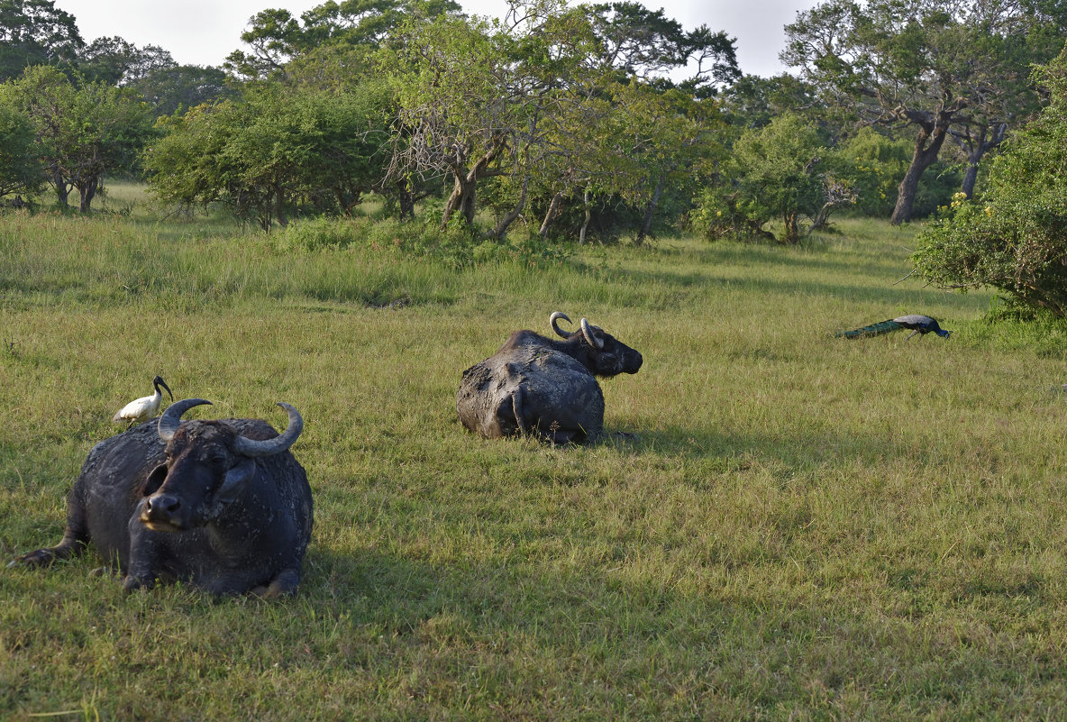 Буйволы в саванне. Заповедник Яла. Цейлон.Buffalos in the Savannah. Yala Reserve. Ceylon. - Юрий Воронов