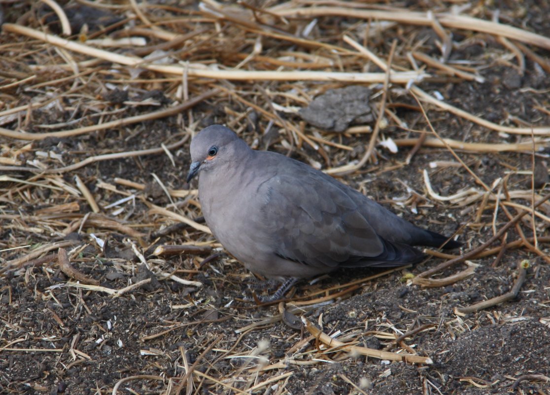 Black-winged Ground Dove - чудинова ольга 