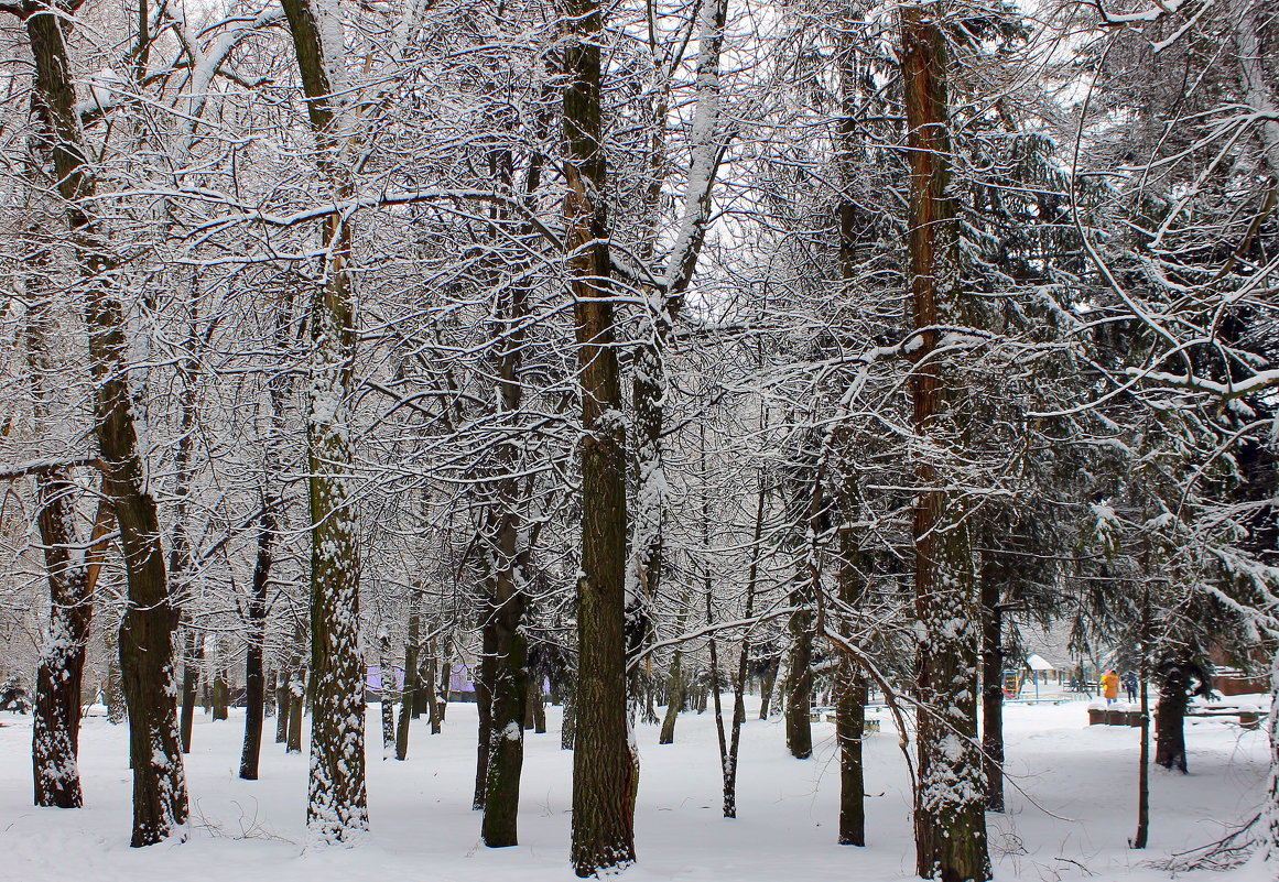 В зимнем парке  царство сна. - Валентина ツ ღ✿ღ