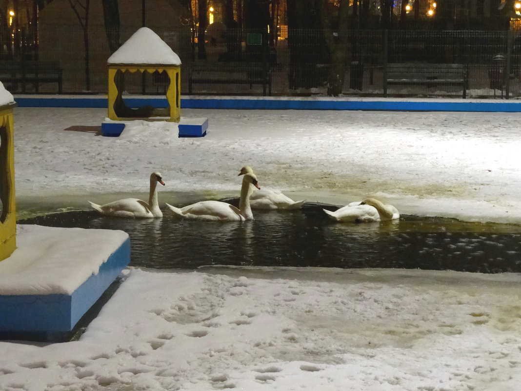 Январь,вечер,лебеди в парке... - Тамара (st.tamara)