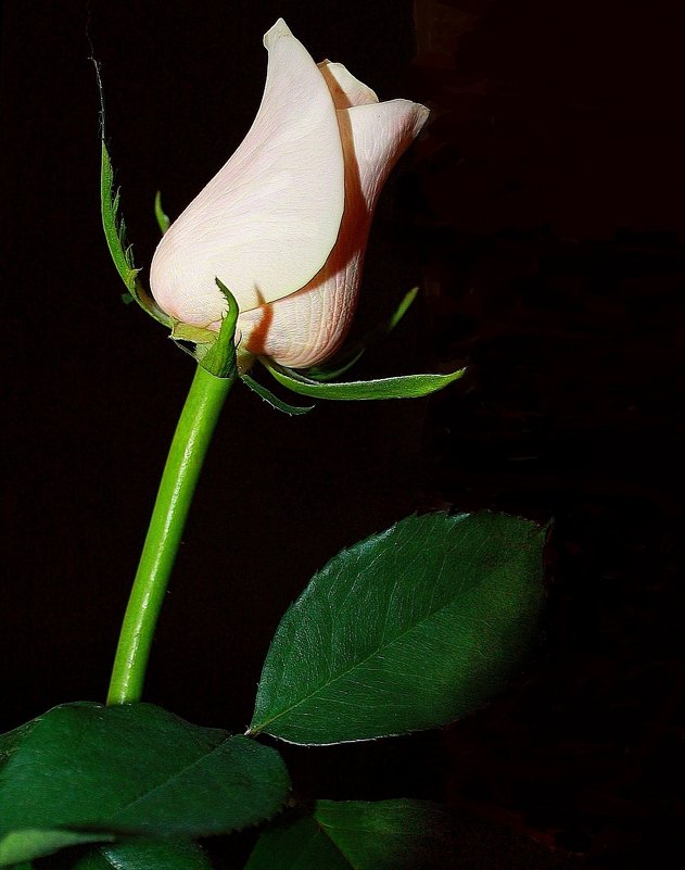 Бутон  прекрасной розы... - Валерия  Полещикова 