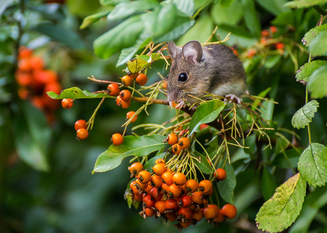 Мышка с ягодками - Valentina M. 