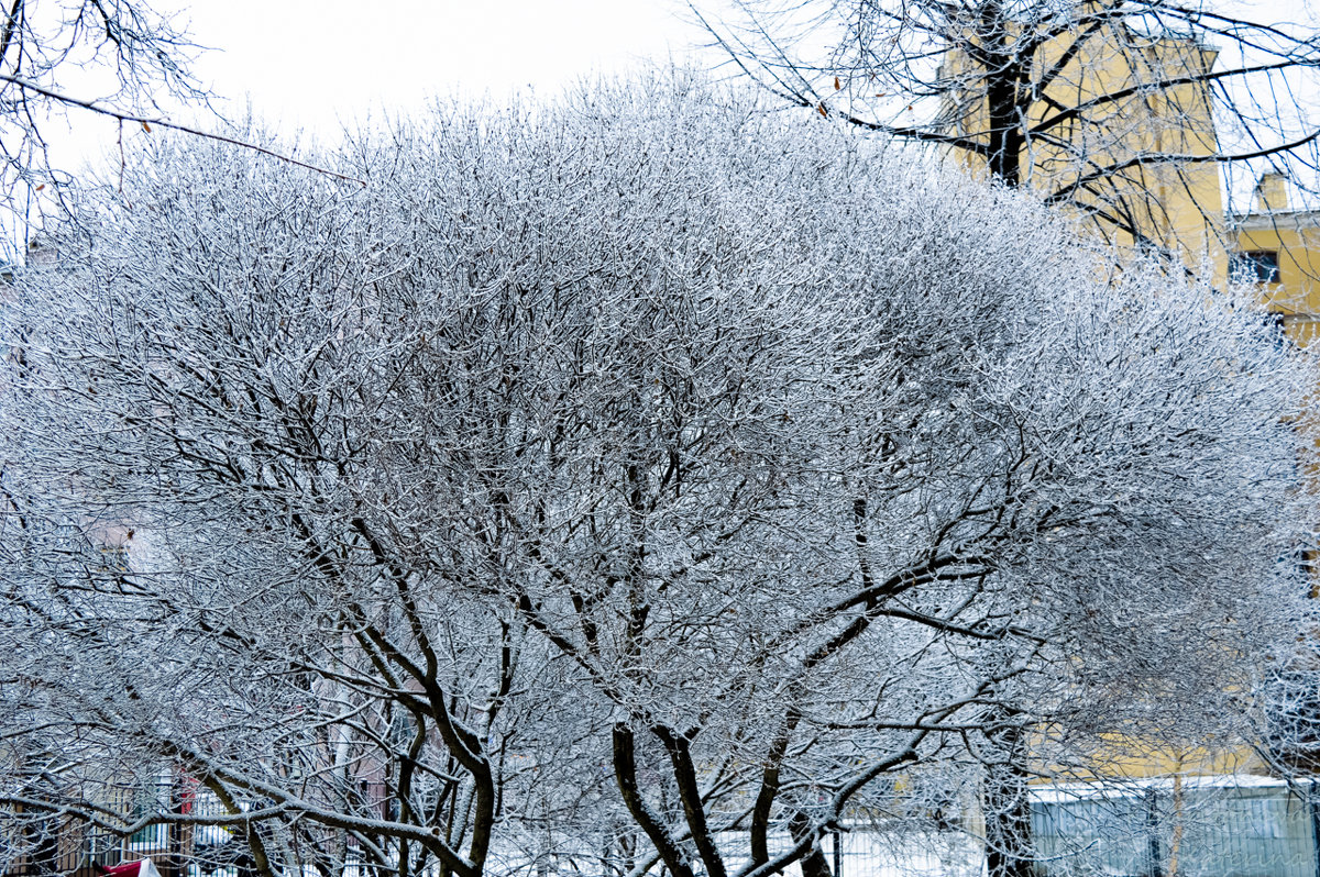 Зимние деревья - Екатерина Харитонова