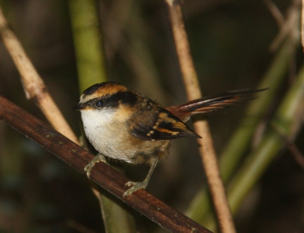 Thorn-tailed Rayadito - чудинова ольга 