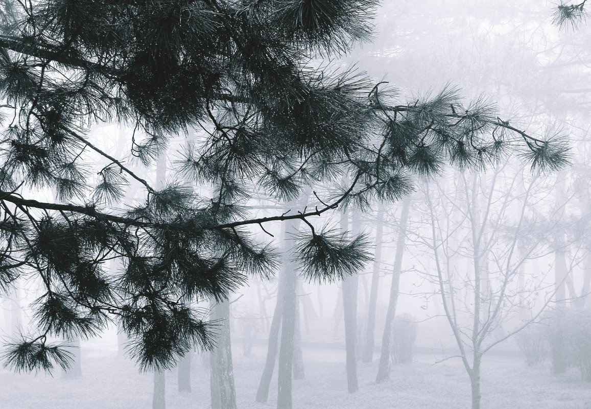 Туман...  туман... Сосновая  вуаль... - Валерия  Полещикова 