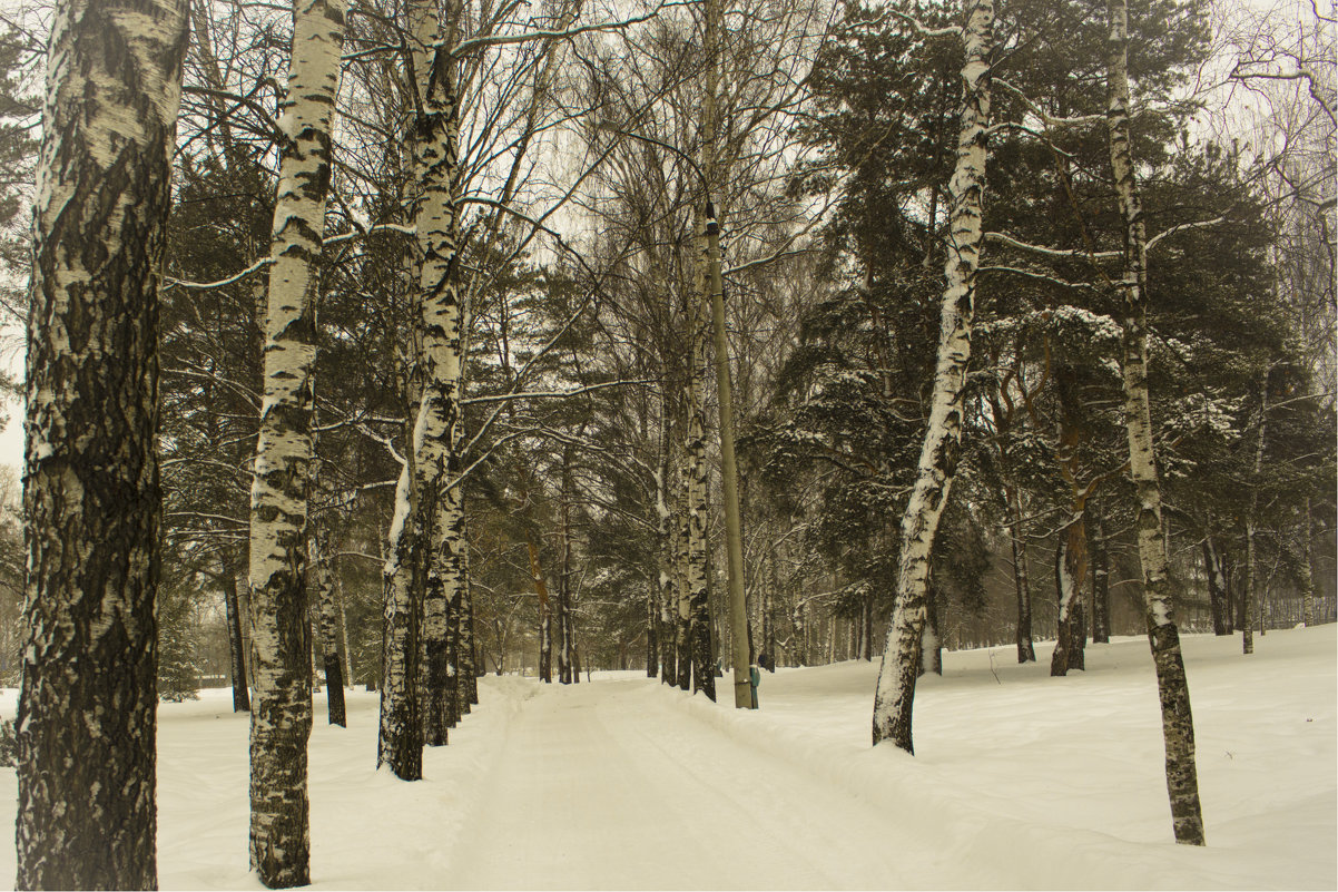 Чудесный зимний парк - Любовь Сорокина