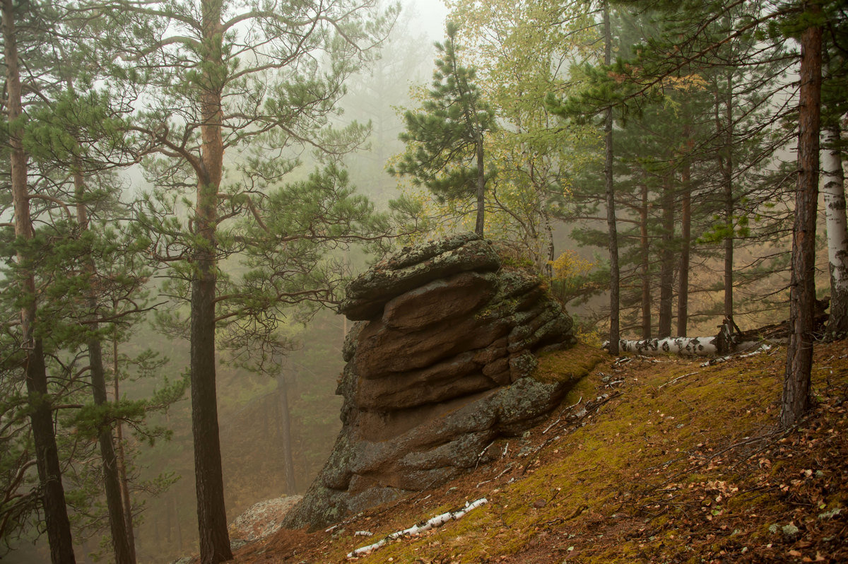 В туманном лесу - Сергей Герасимов