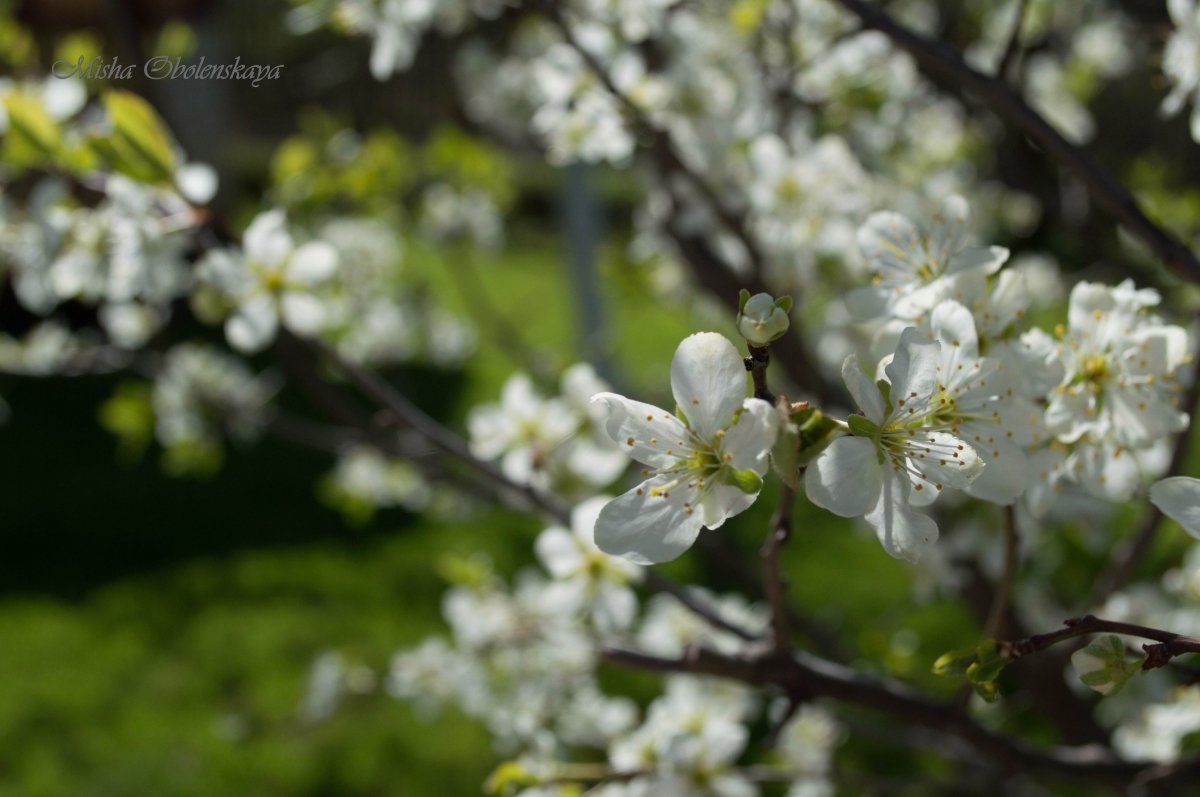 pear tree - Mishel Obolenskaya