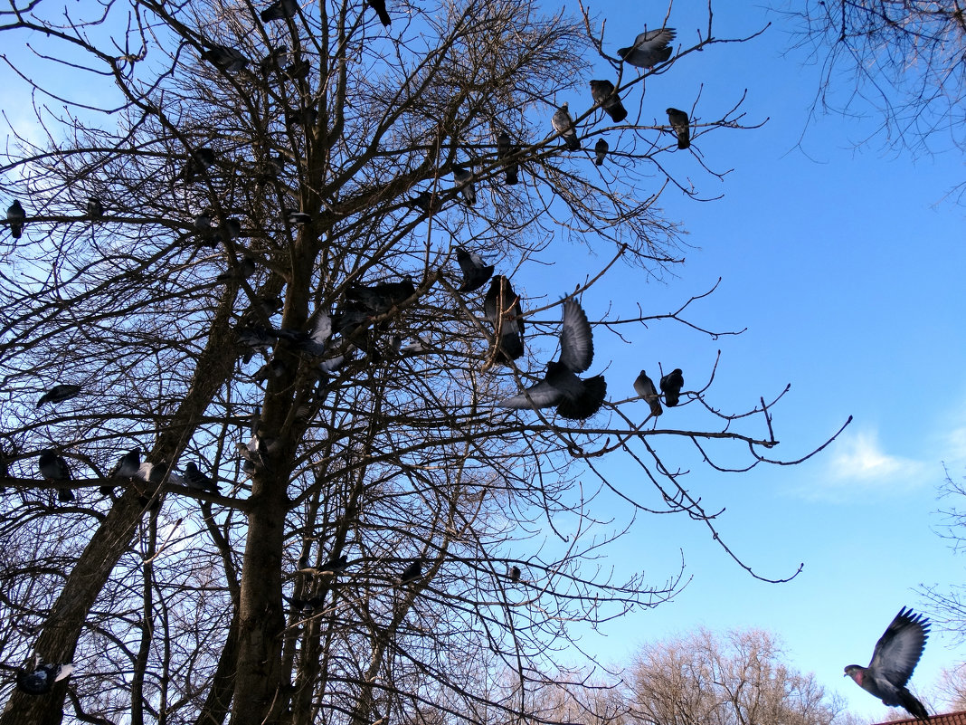 Февраль,голуби в парке... - Тамара (st.tamara)