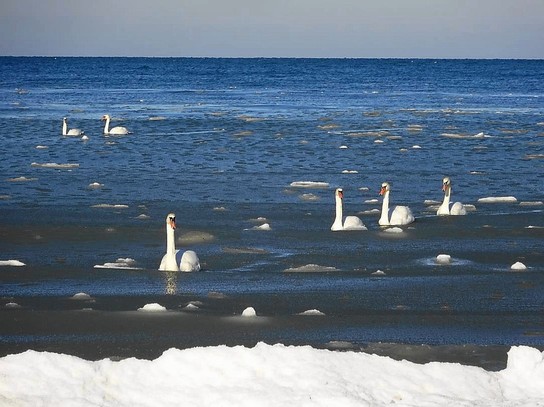 Лебеди на море в Заостровье - Маргарита Батырева