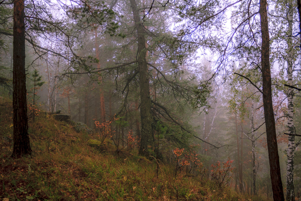 туман в лесу - Василий Иваненко