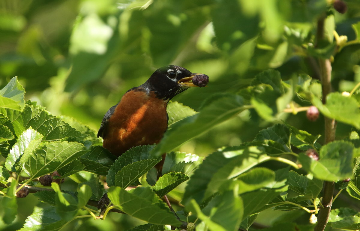 American Robin - Naum 