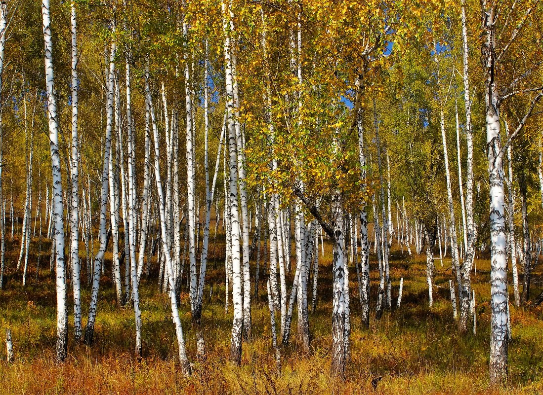 Осень в берёзовой роще - Сергей Чиняев 