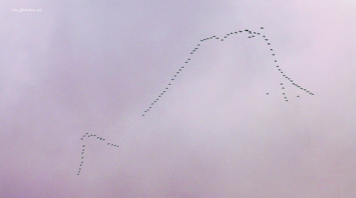 Птицы в небе - Nina Yudicheva
