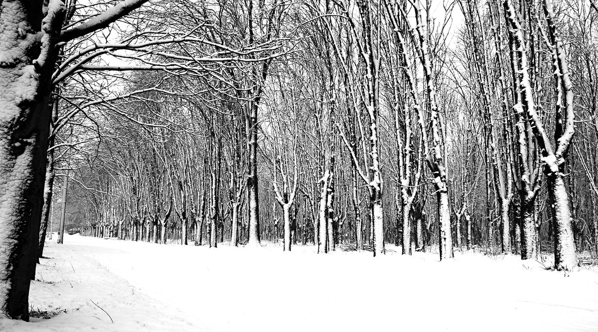 В зимнем лесу - Сергей Форос