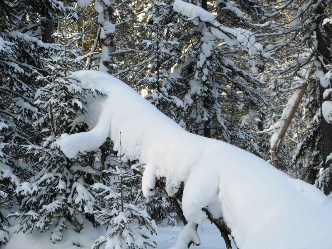 Снежный зверь неведомой породы - Galaelina ***
