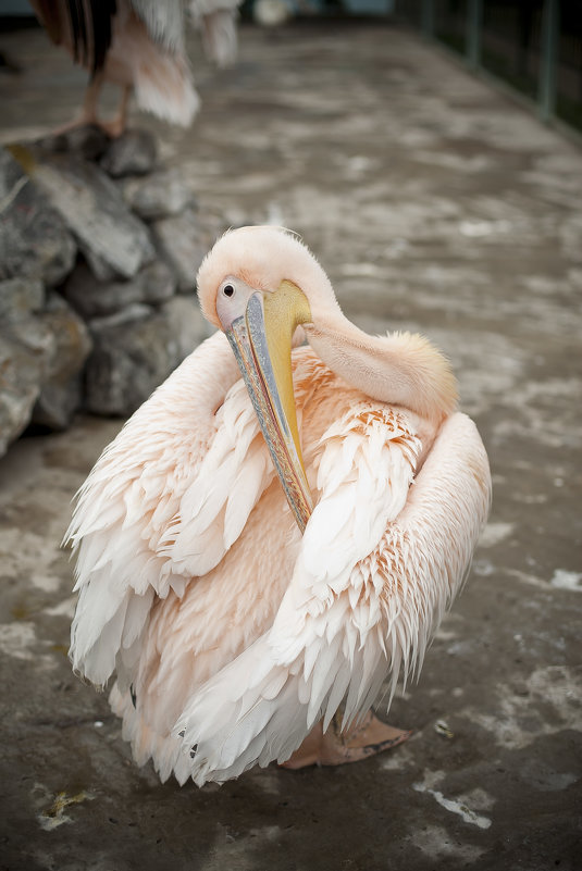 Пеликан розовый - Ксения Плотникова