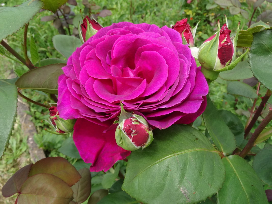 Роза в саду - Alm Lana