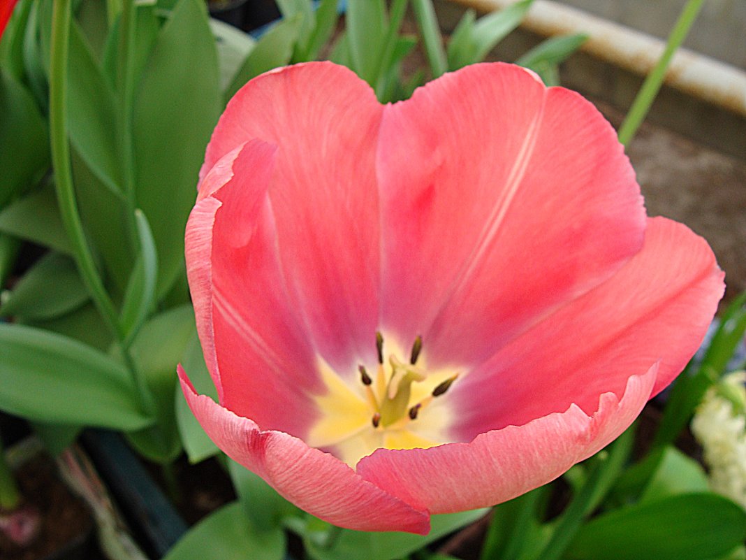 Tulipa Mystic van Eyck - laana laadas