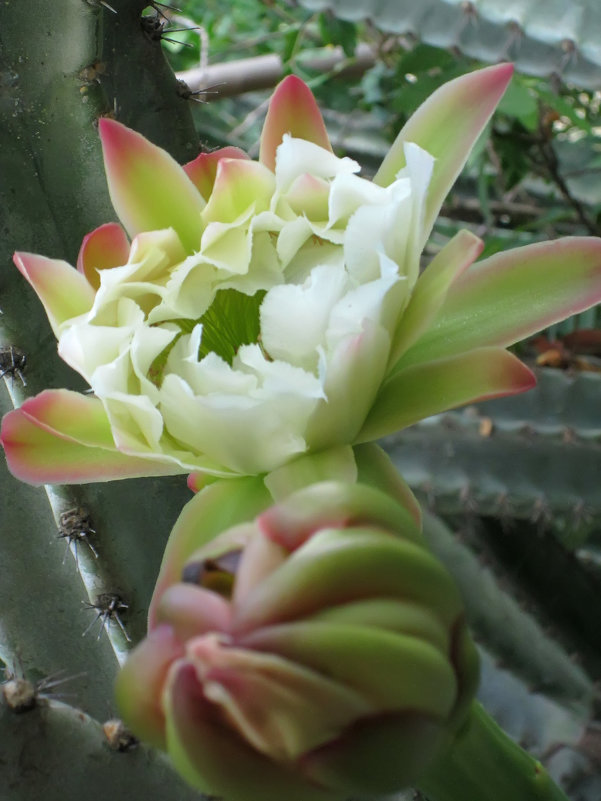 Цветок кактуса кубо (Цереус) - Надя Кушнир