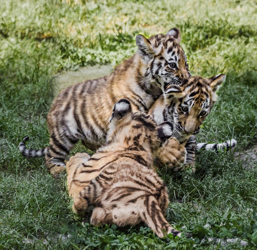 Тигры - Nn semonov_nn