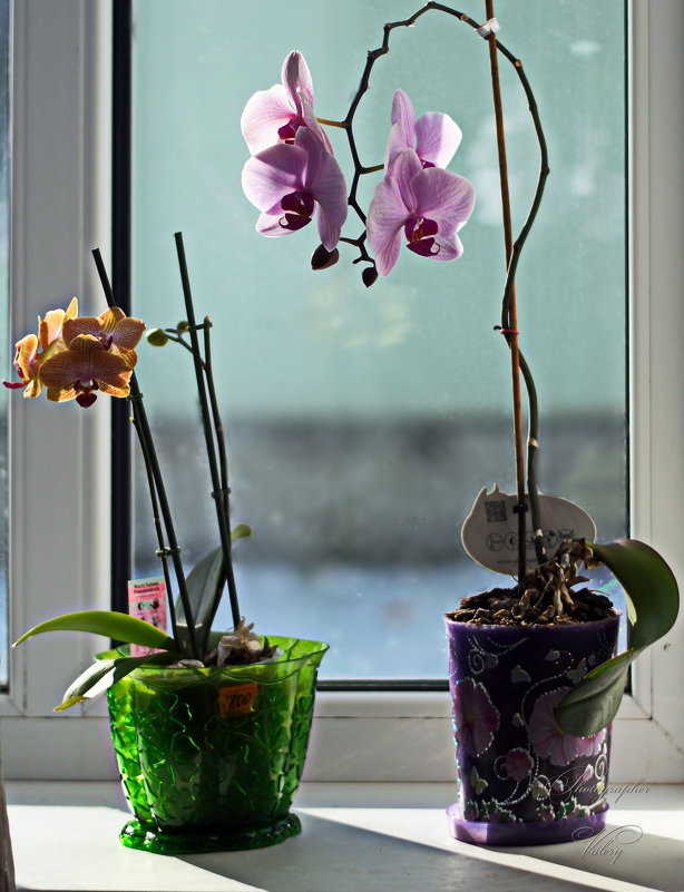 Орхидеи - Валерий Лазарев