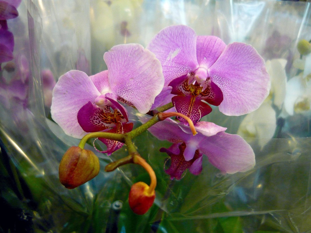 Орхидея - Вера Щукина