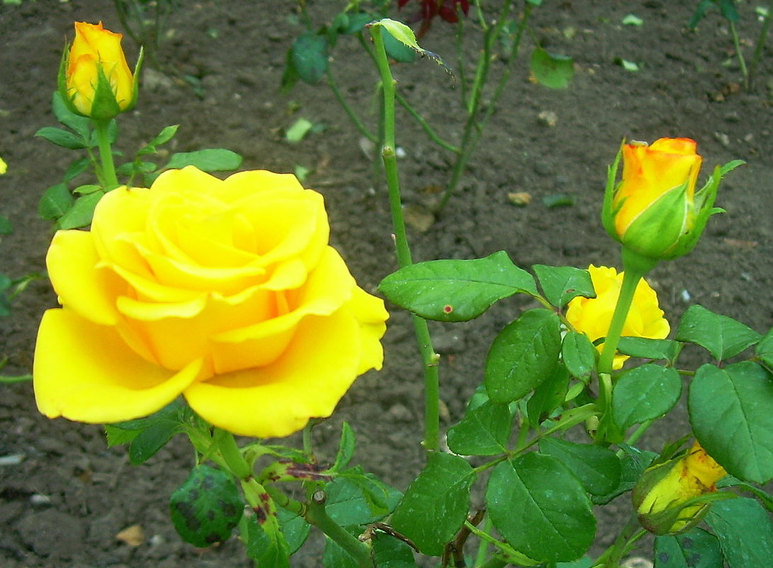 Желтые розы - татьяна 