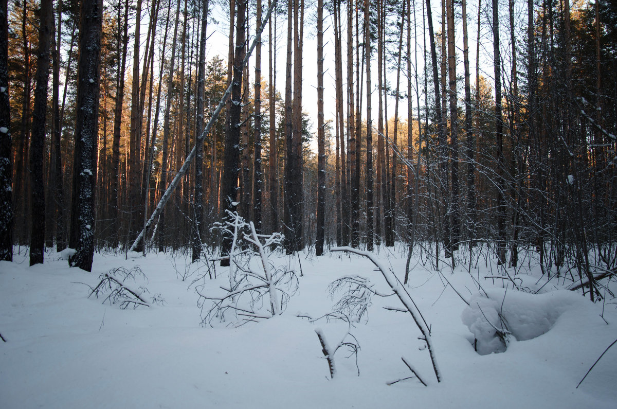 Our forest ... - Елена НАЗМИЕВА