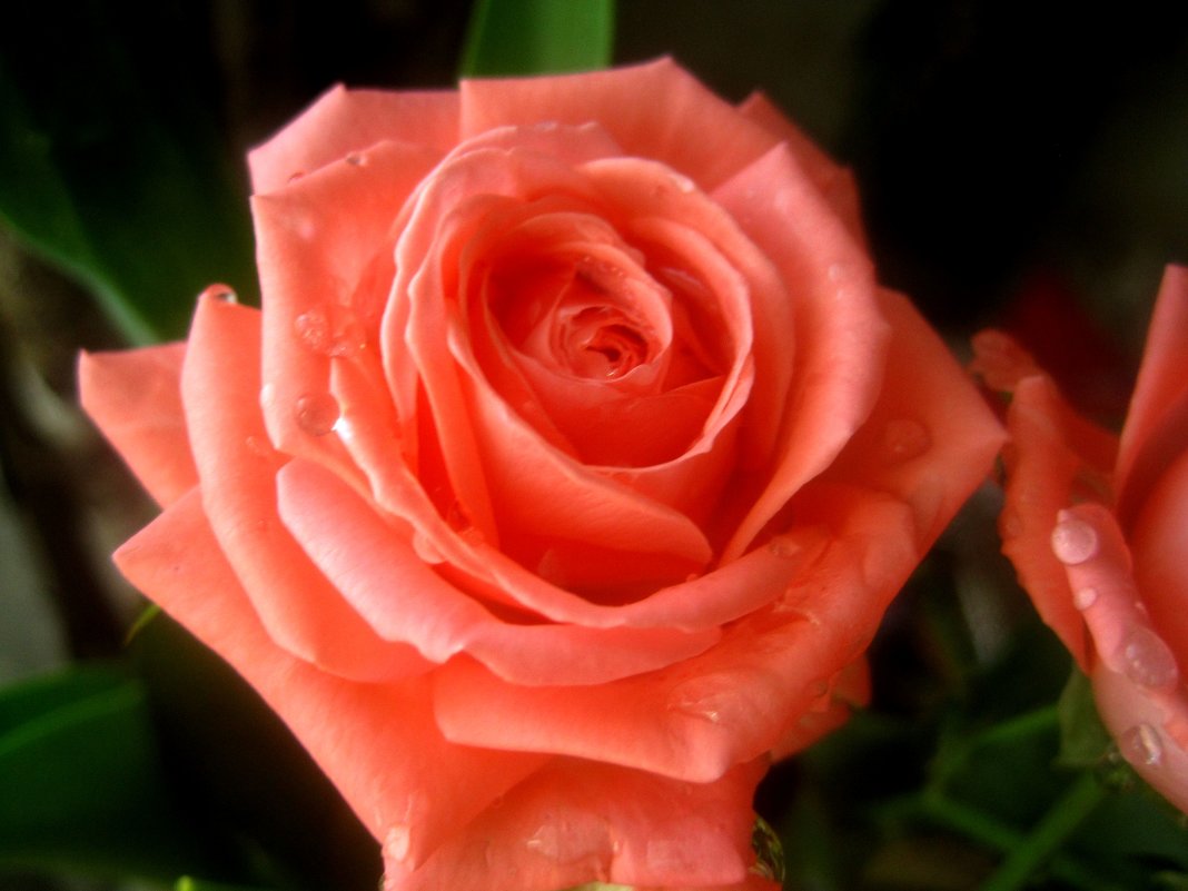Милые женщины, будьте счастливыми и прекрасными ,как эта роза.С 8 Мартом! - Елена Семигина