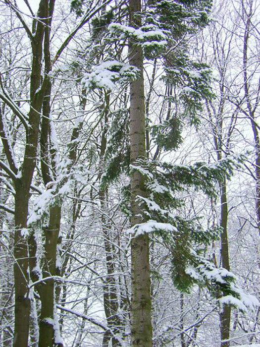 деревья - Miko Baltiyskiy