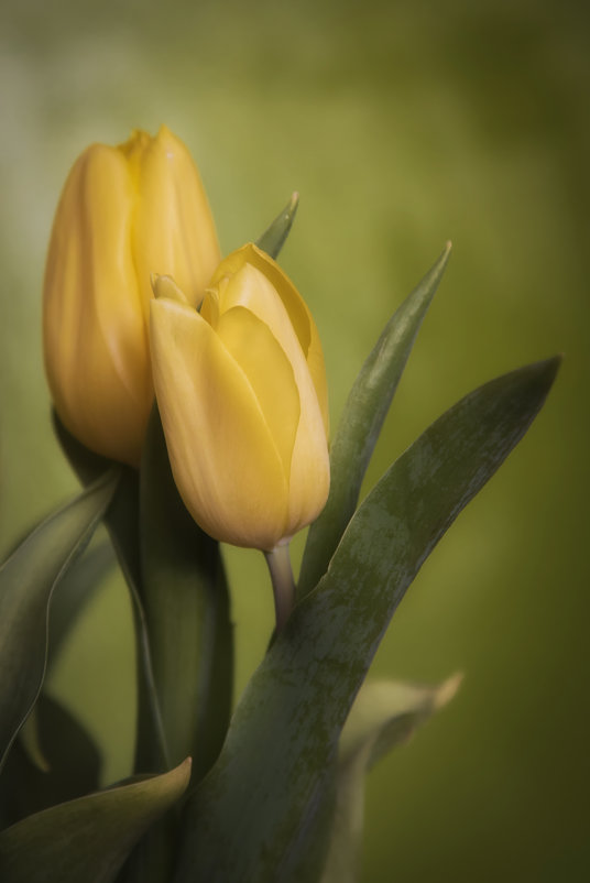Желтые тюльпаны - предвесники весны... - Лариса Н