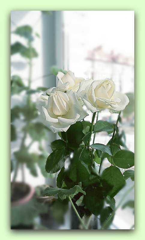 Белые розы.. - Galina ✋ ✋✋