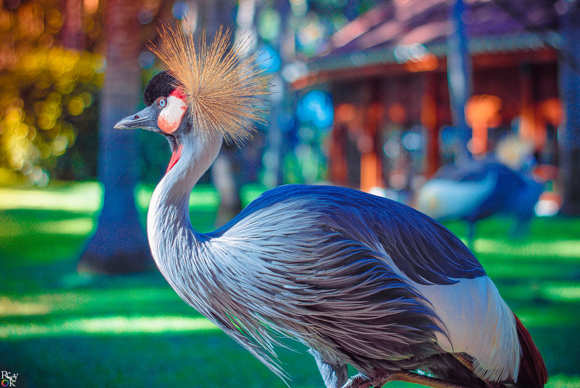 Grey crowned crane/Венценосный журавль - Pavel Nazarenko