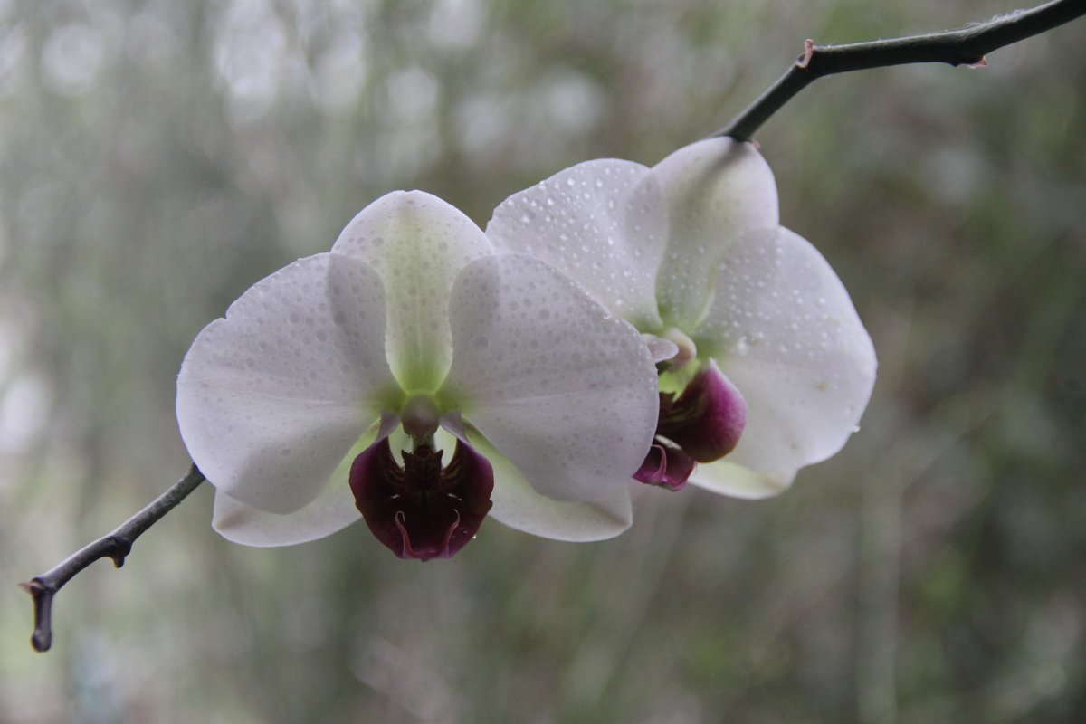 Орхидеи - Inna Vicente Rivas