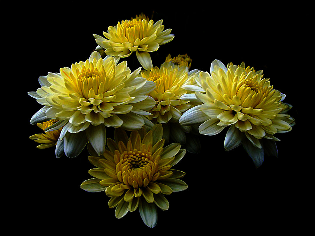 Хризантемы 3 по фото laana ladas - Владимир Хатмулин