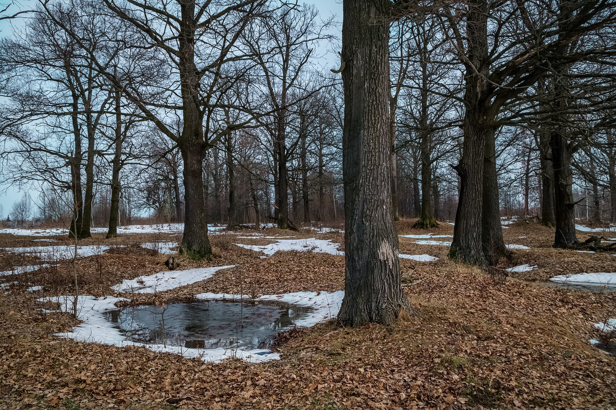 Весна в дубовой роще - Андрей Дворников