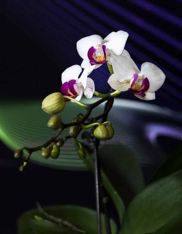 Домашние орхидеи. Фаленопсис. - Alena Nuke