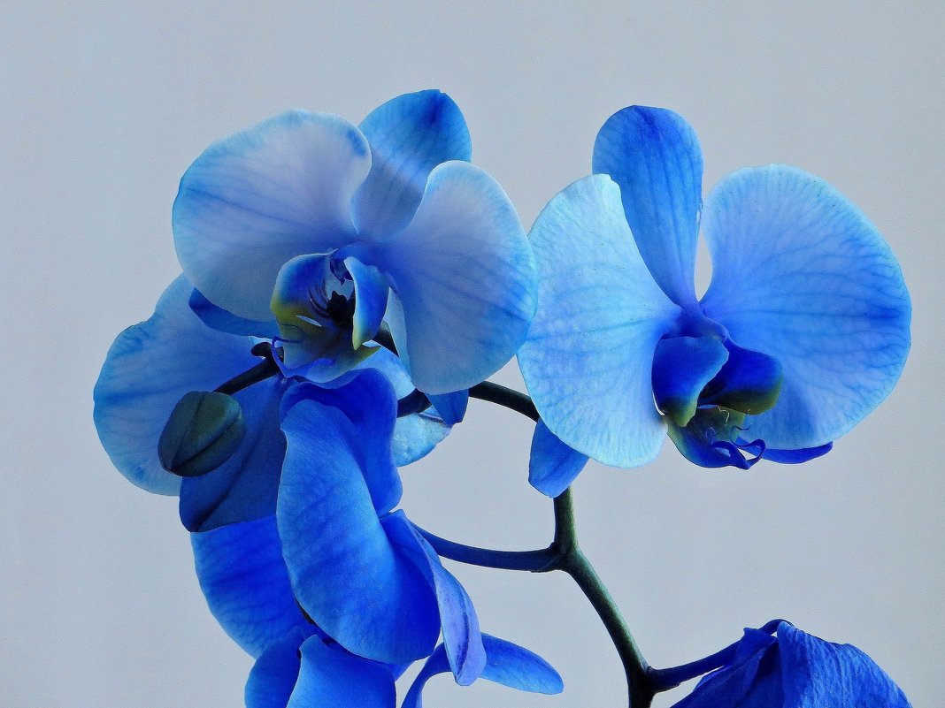 Мне подарили голубую орхидею - Татьяна Смоляниченко