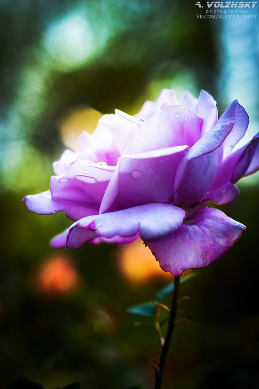 Роза в саду монастыря - Олександр Волжский