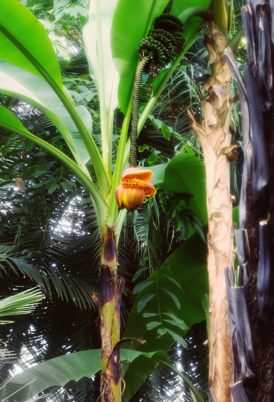 Цветок банана - Aнна Зарубина