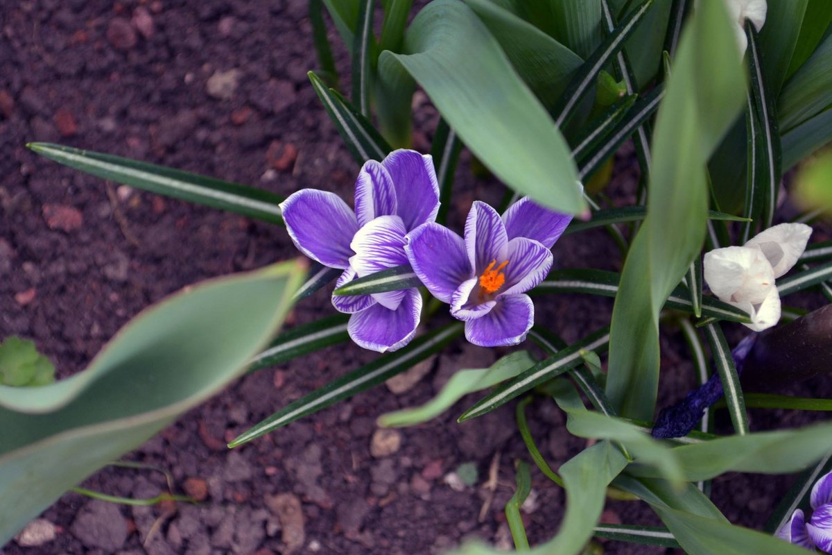 first flower - Levon Minasyan