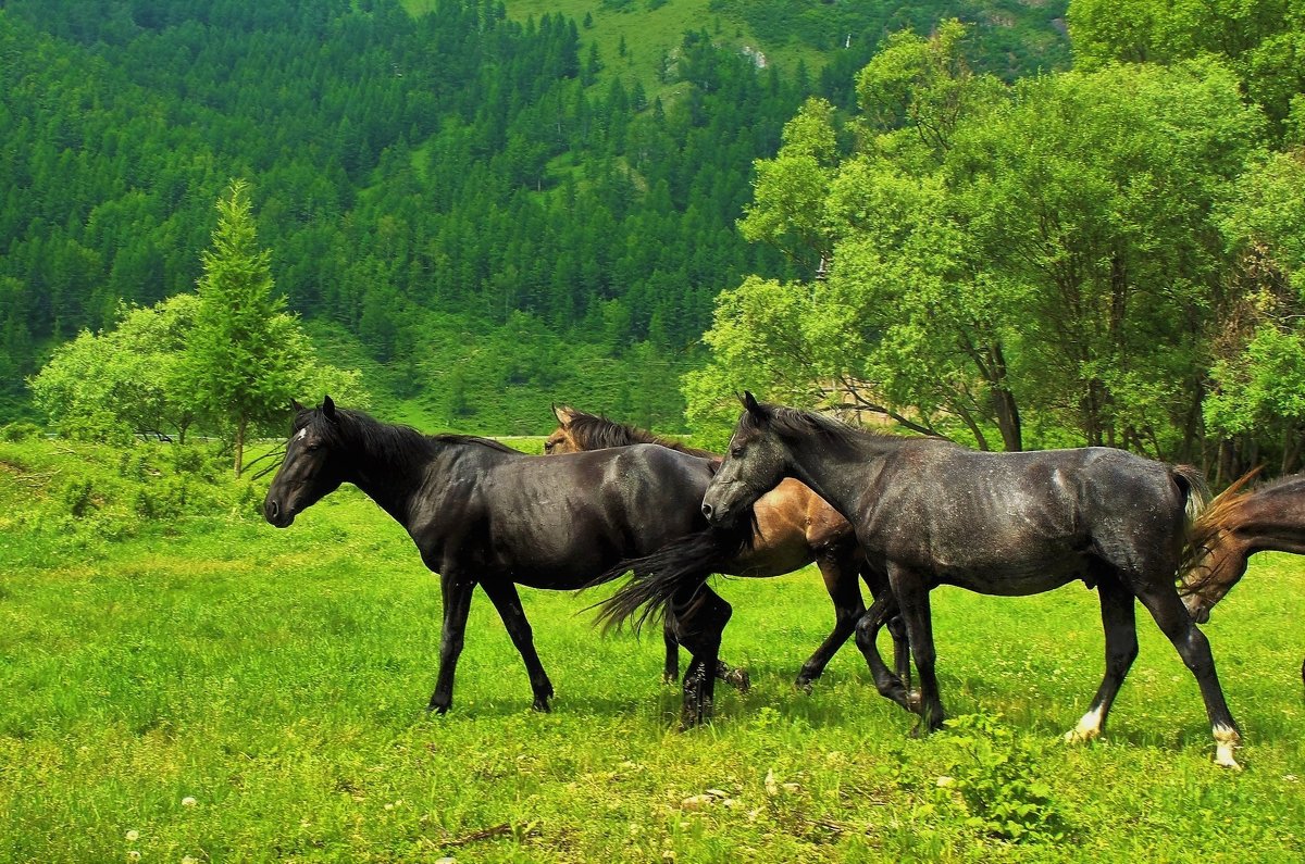 Вороные, гнедые, да караковые - Сергей Чиняев 