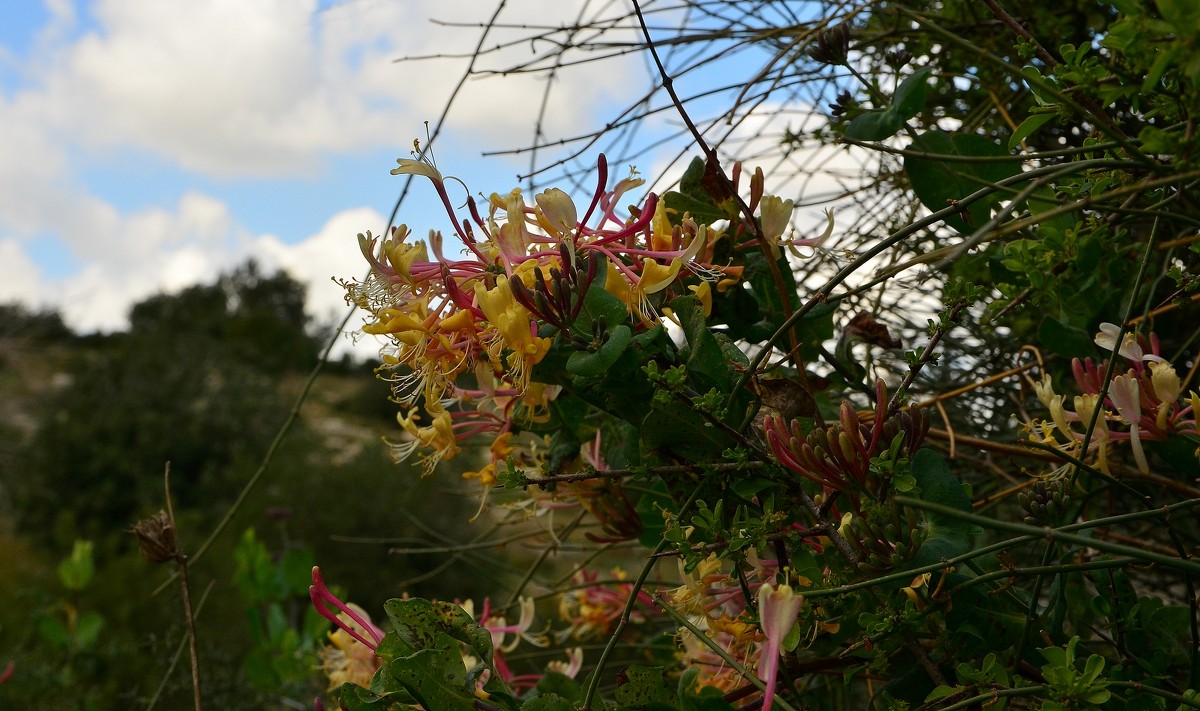 01.03.13  Lonicera caprifolium, жимолость каприфоль - Борис Ржевский